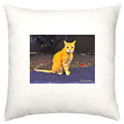 CAT-3-D-Cushion