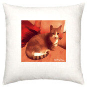 CAT-1-E-Cushion